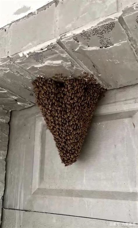 2022屬 蜜蜂来家里筑巢是好事吗